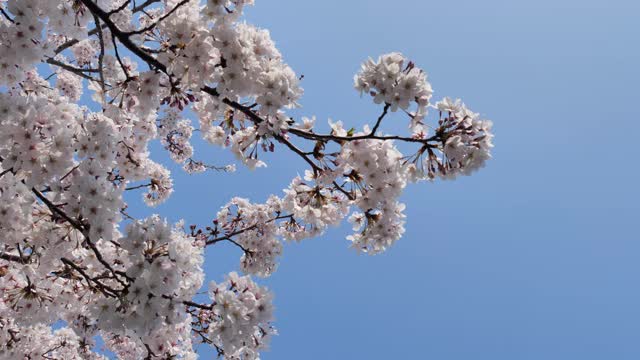 樱花落视频素材