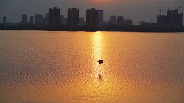 鸟儿在夕阳中飞过水面视频素材