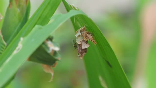 结草虫蛾视频素材