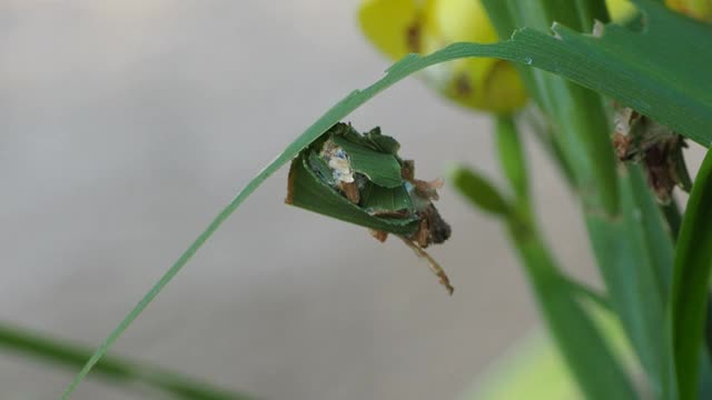 结草虫蛾视频素材