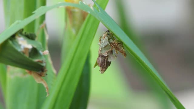 结草虫蛾视频素材