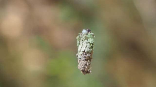 结草虫蛾视频素材