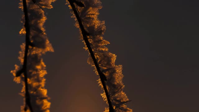 白桦树在白霜中视频素材