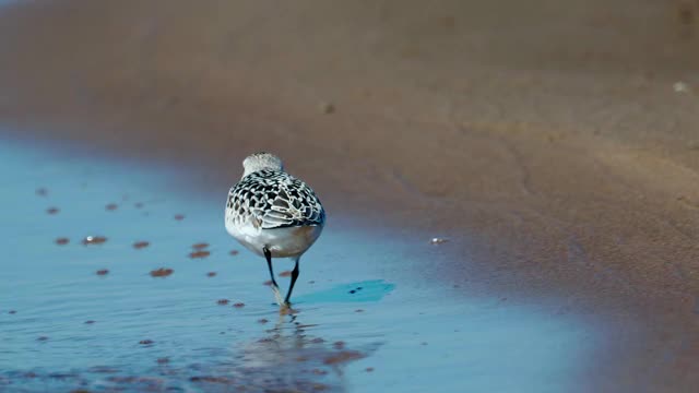 在一个阳光明媚的秋天早晨，Bird Sanderling (Calidris alba)沿着沙滩和水的边缘走在浅水里。视频素材