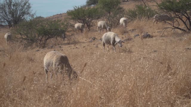 一群羊在戈兰高地吃草视频素材