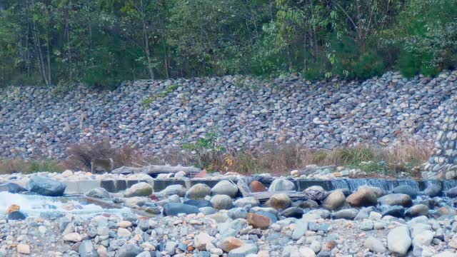 日本Kago河上的水流视频素材