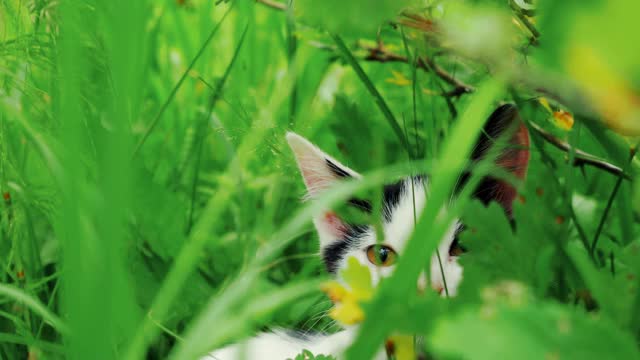 一只小猫在茂密的草丛中张望视频素材