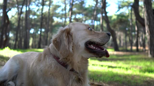 一只金毛猎犬坐在森林的草地上。视频素材