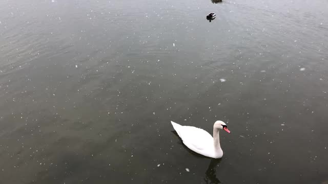 比尔湖的天鹅和鸭子视频素材