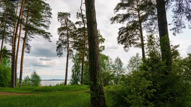 Hyperlapse in一片夏日松林，美丽的夏日景观视频素材