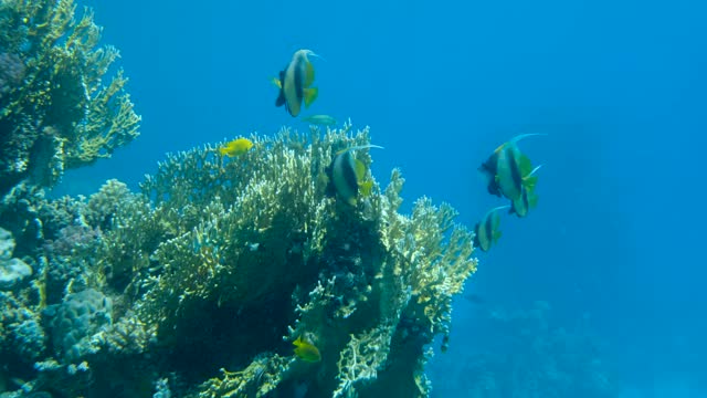 近景，鱼群红海旗鱼(Heniochus intermedius)游动在珊瑚礁附近。慢动作视频素材