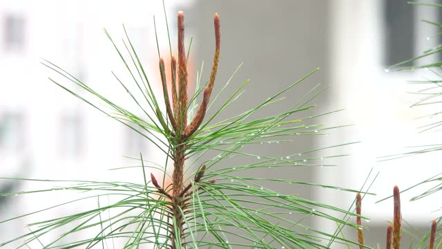 雨和水在冬天滴下来视频素材