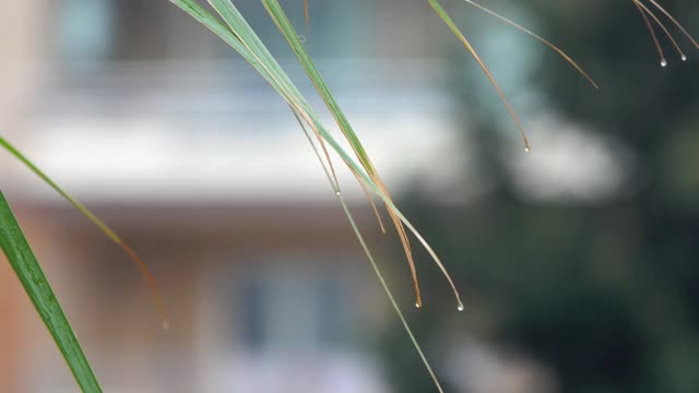 雨和水在冬天滴下来视频素材