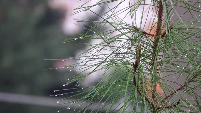 雨和水在冬天滴下来视频素材