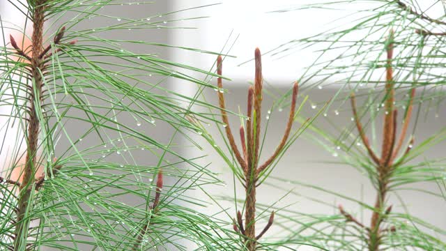 雨和水在冬天滴下来视频素材