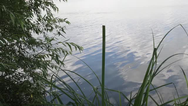 碧绿的芦苇和树枝在湖面上泛起涟漪，在风中摇曳视频素材