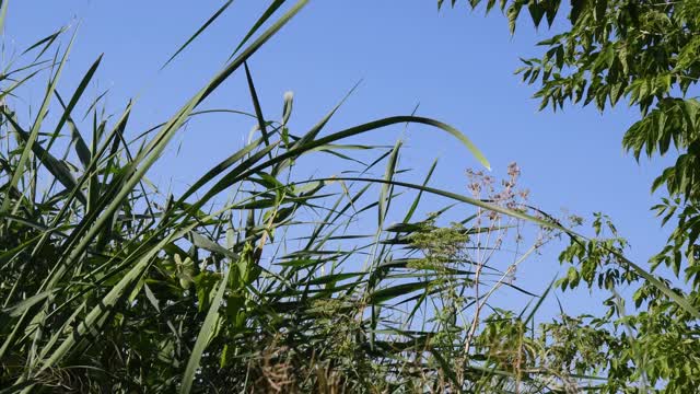 宁静的自然背景，河流植物和树叶在蓝天背景视频素材