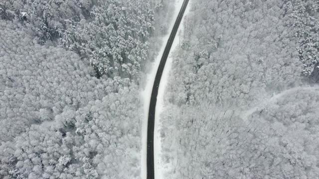 黑色柏油路之间的雪林从鸟瞰视频素材