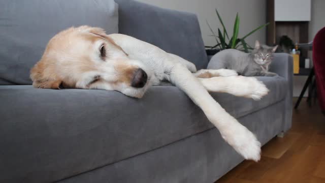 可爱的金毛猎犬做梦和灰猫好奇地看着他们旁边的狗在沙发上视频下载