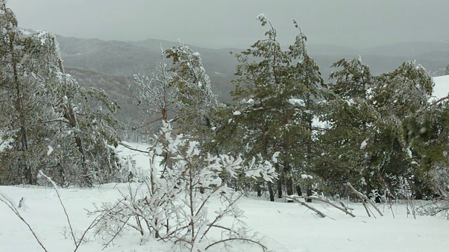 树林里有暴风雪视频素材