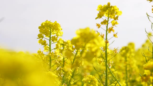 油菜花在风中摇曳视频素材