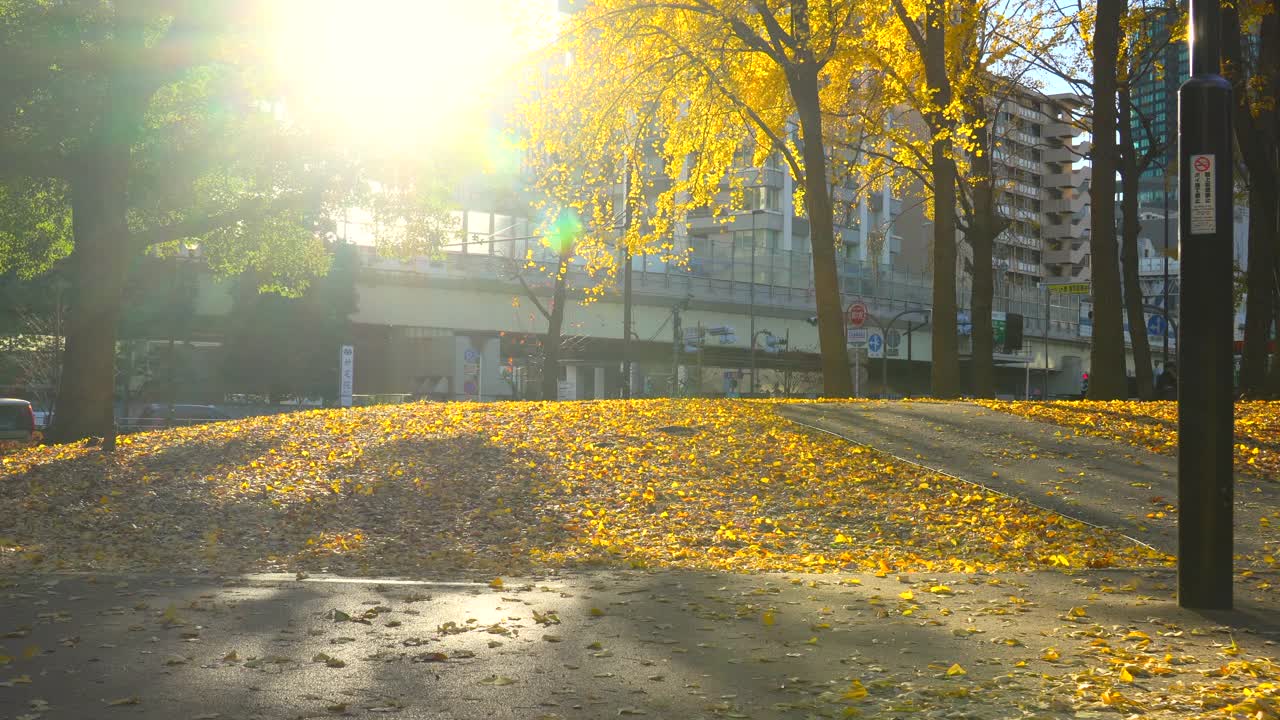 一棵银杏树的黄色叶子。视频素材