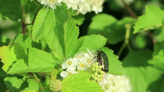 金龟子(Cetonia aurata)，又称玫瑰金龟子或绿玫瑰金龟子，收集花蜜，同时为开花灌木授粉。视频素材