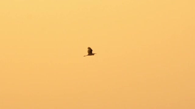 慢镜头鸟儿在天空中飞翔，夕阳西下视频素材