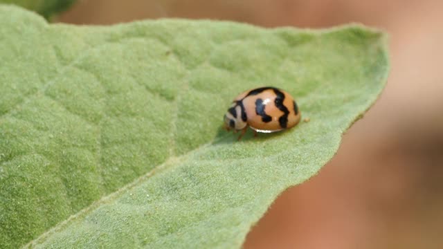 瓢虫在叶视频素材