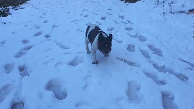 法国斗牛犬在晨曦中穿过新鲜的山雪。视频素材