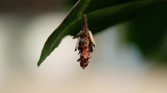 近距离拍摄Bagworm Moth On Leaf视频下载