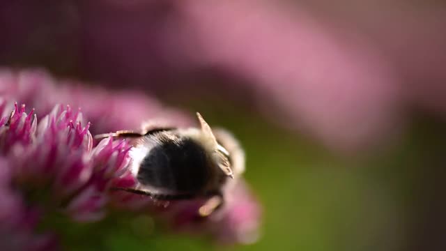 蜜蜂从粉红色的花朵中采集花蜜，野生蜜蜂的宏视频视频素材