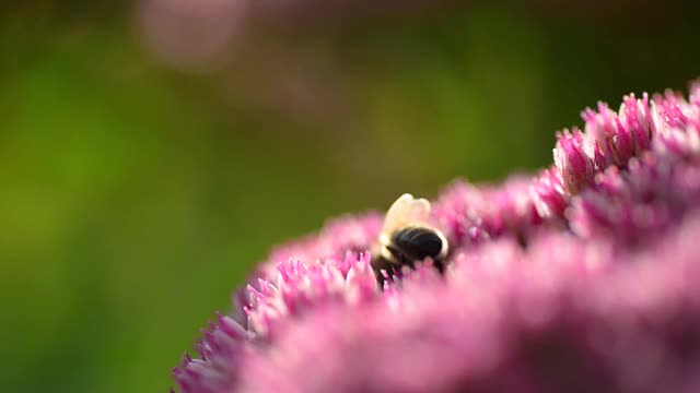 蜜蜂从粉红色的花朵中采集花蜜，野生蜜蜂的宏视频视频素材