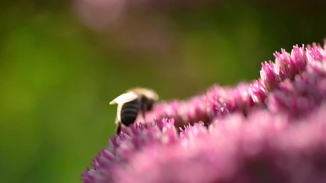 蜜蜂从粉红色的花朵中采集花蜜，野生蜜蜂的宏视频视频素材