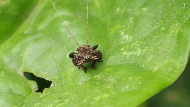 Eurybrachyidae,叶蝉仙女视频素材