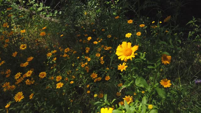 春日鲜花盛开的田野视频素材