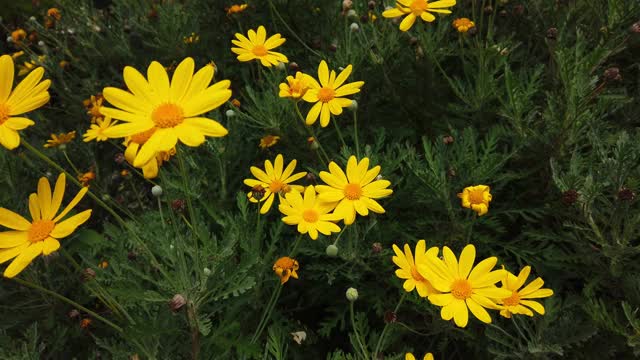 春日鲜花盛开的田野视频素材