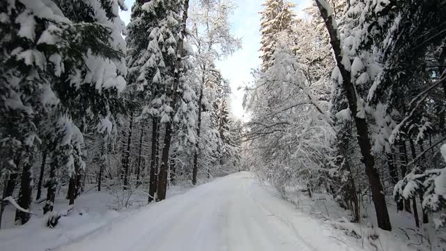 在冬天霜冻的日子里，一辆汽车穿过美丽的雪林。美丽的大自然在雪景映衬下湛蓝的天空视频素材