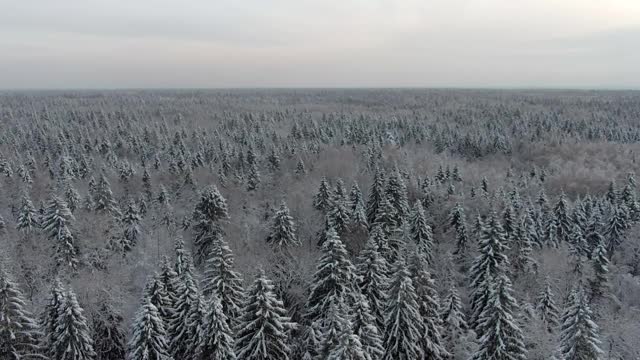 鸟瞰图冬季森林中的积雪。在寒冷的冬日，从高处俯瞰美丽的针叶林景观。飞越雪域森林视频素材