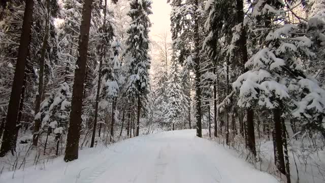 在冬天霜冻的日子里，一辆汽车穿过美丽的雪林。美丽的大自然在雪景映衬下湛蓝的天空视频素材