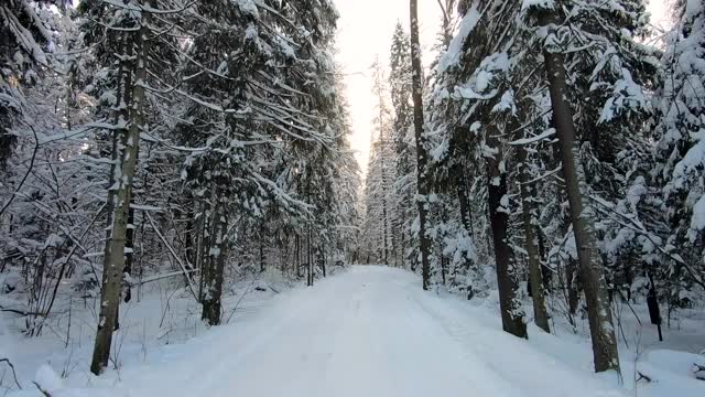 在冬天霜冻的日子里，一辆汽车穿过美丽的雪林。美丽的大自然在雪景映衬下湛蓝的天空视频素材