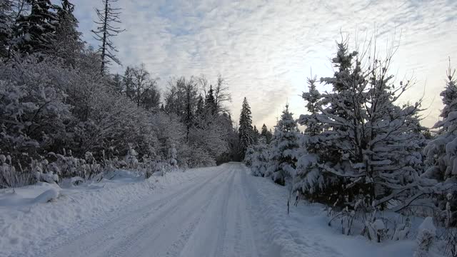 美丽的雪林在一个寒冷的阳光明媚的冬天。美丽的大自然在雪景映衬下湛蓝的天空视频素材