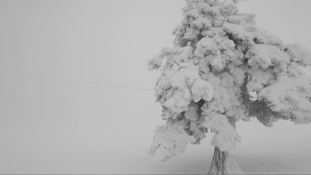 大雪覆盖着浓雾中的树视频素材