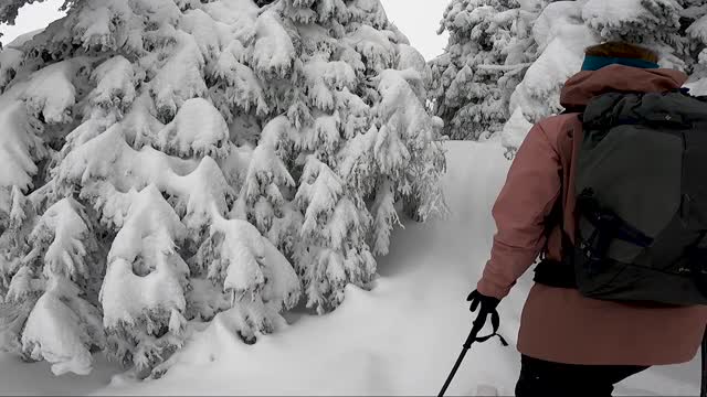 女子滑雪旅游在深粉雪视频素材