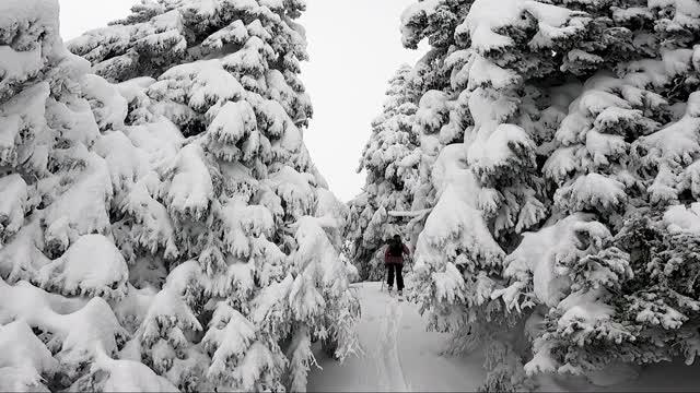 女子滑雪旅游之间的积雪覆盖的树木视频素材