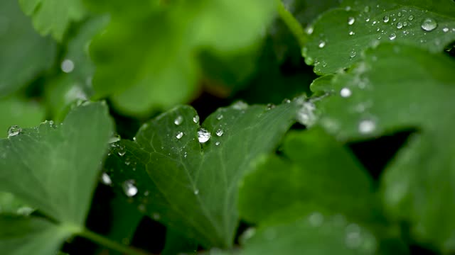 草地上的雨滴靠近了。雨滴落在三叶草上。雨滴滴落三叶特写视频素材