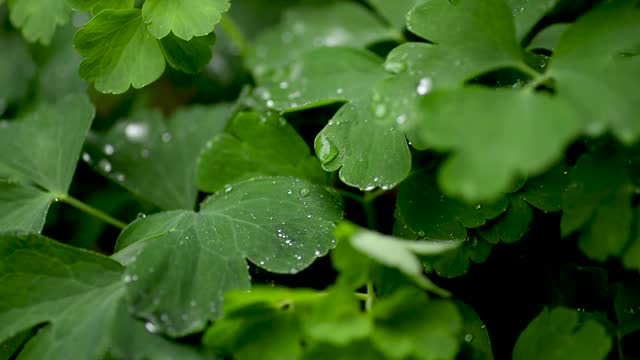 草地上的雨滴靠近了。雨滴落在三叶草上。雨滴滴落三叶特写视频素材