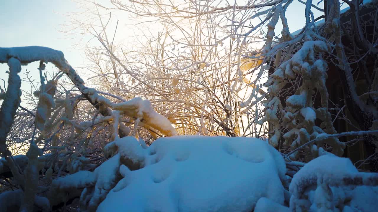 日出与白雪覆盖的森林视频素材