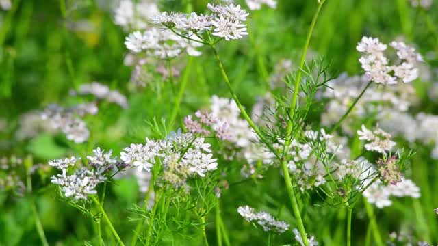 花园里有香菜花视频下载