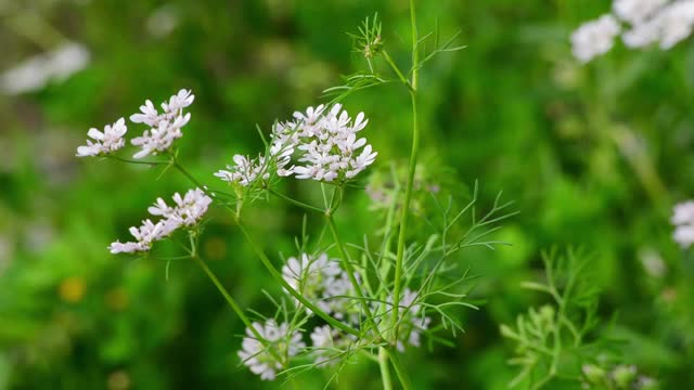 花园里有香菜花视频下载